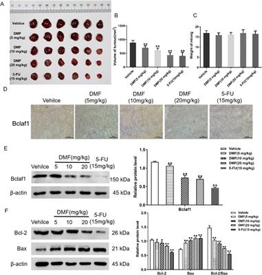 Sorbaria sorbifolia flavonoid derivative induces mitochondrial apoptosis in human hepatoma cells through Bclaf1